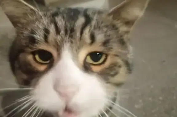 Найдена кошка, Краснодар, фото: Кошка найдена: Кореновская ул., Краснодар