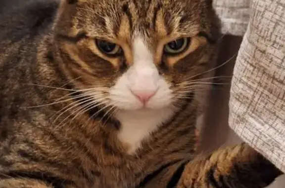 Пропал кот, Малый проспект В.О., СПб