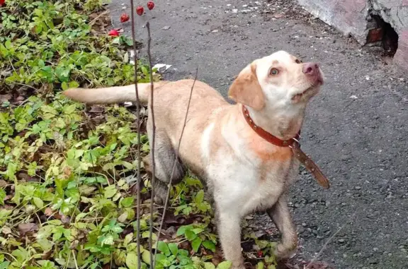 Найдена собака, Брянск, фото: Найдена собака, Ново-Советская 101, Брянск