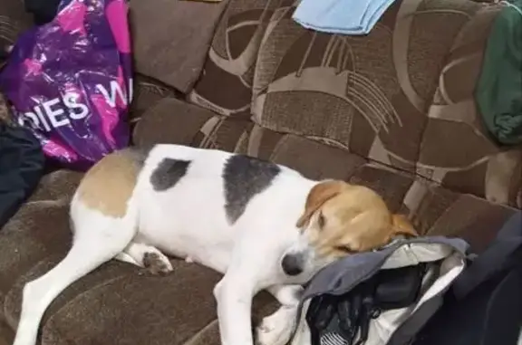 Пропала собака, Каменск-Уральский