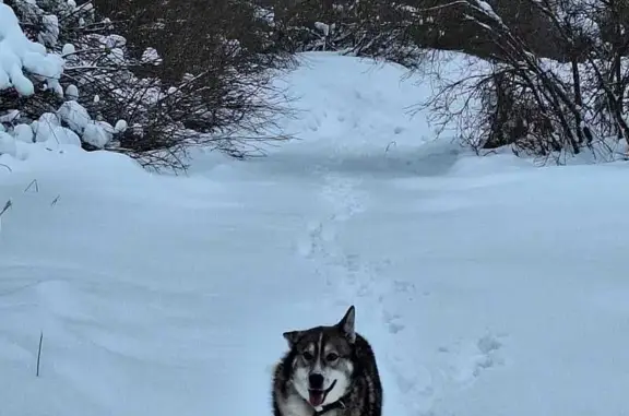 Пропала собака на Фалелеевской, 2