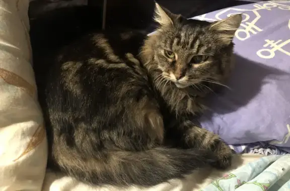 Пропала кошка, ул. Рахова 55/59, Саратов