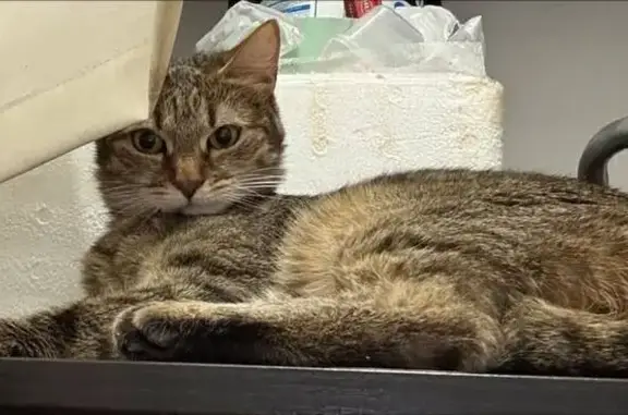 Пропали кошки, Стрелковая ул., 6, Мытищи