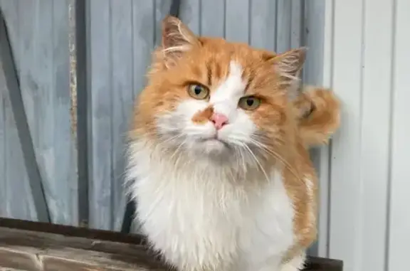 Найдена кошка, Дубовое, фото: Кошка найдена: Заповедная ул., Дубовое