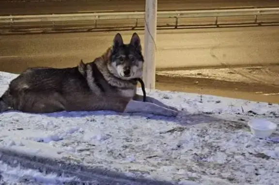 Найдена собака, Красноярск, фото: Собака найдена на 2-й Брянской, Красноярск