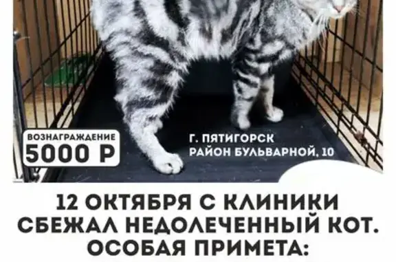 Котик пропал, Первая Бульварная, Пятигорск