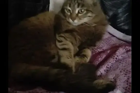 Пропала кошка, Волгоград, Волгоградская область