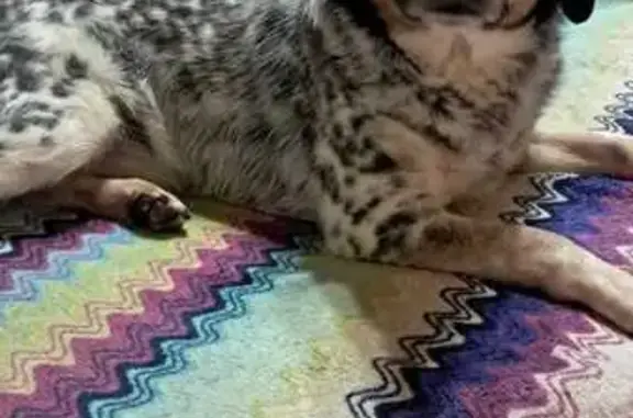 Собака найдена в СНТ Вентилятор 2, МО