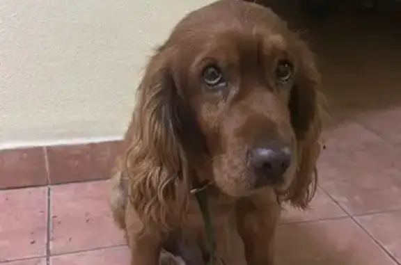 Найдена собака, Краснодар, фото: Собака найдена, ул. Красных Партизан, 443