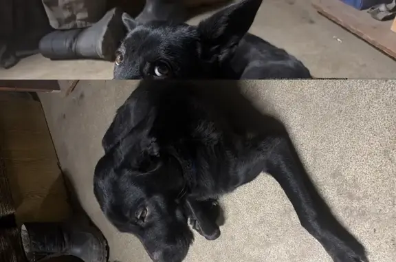 Найдена собака, Тула, фото: Найдена чёрная собака, Тула, ул. Упская, 64