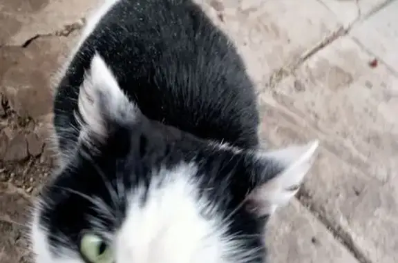 Кошка найдена в Верхней Подстёпновке