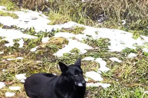 Найденные животные Глазов, фото: Собака найдена на ул. Кирова, 95, Глазов