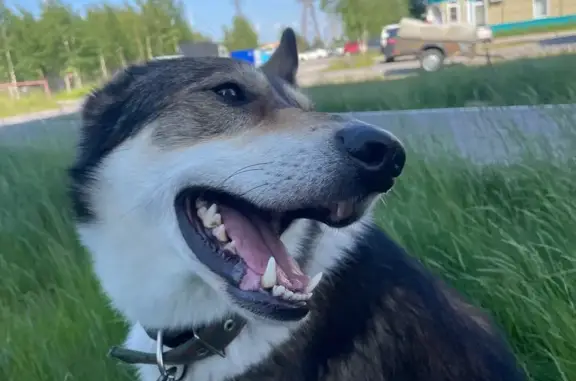 Собаки потеряшки, , фото: Потеряшка собака, Муравленко, ЯНАО