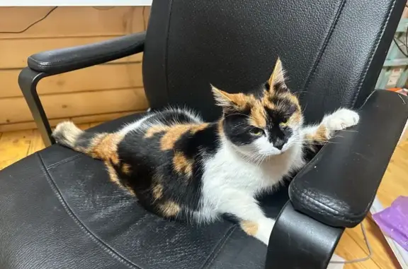 Найдена кошка, Ленинградская область, фото: Кошка найдена в Ознаково, Ленобласть