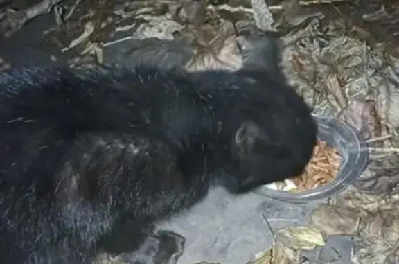 Найдена кошка, Пенза, фото: Кошка на ул. Ладожская, 43 нуждается в помощи