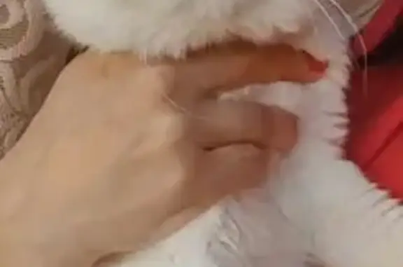 Кошки потеряшки, Ташкент, фото: Потеряшка кошка, Ташкент