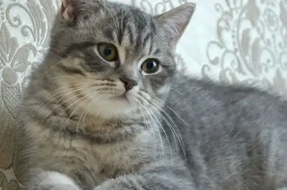 Пропала кошка, Летняя ул., Тамбов