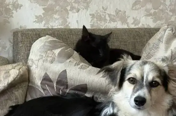 Пропала собака, Орск, Ириклинская 1