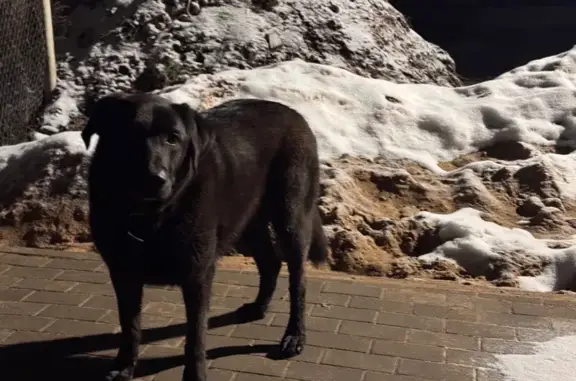 Найдена собака, Псков, фото: Собака найдена на ул. Гермейера, Псков