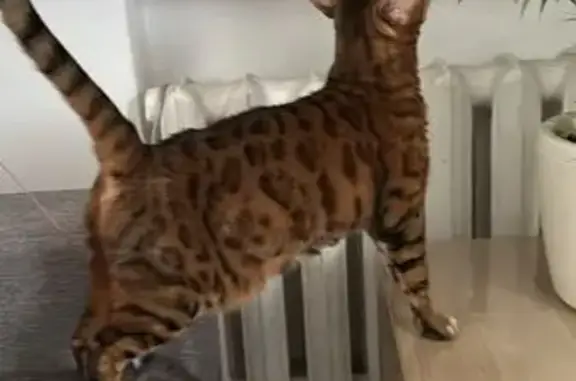 Пропала кошка, Будённовский проспект 1А