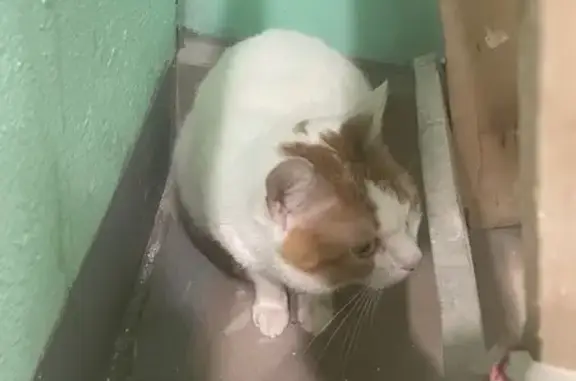 Найдена кошка, Москва, фото: Кошка найдена: Коломенская наб., 6 к1