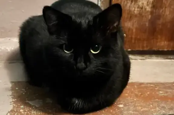 Найдена кошка, Пермь, фото: Кошка найдена у Маршала Рыбалко, 86