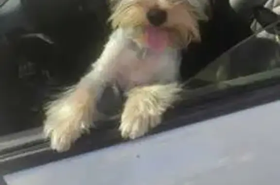 Собаки потеряшки, Краснодар, фото: Потеряшка собака на Пашковской, 162, Краснодар