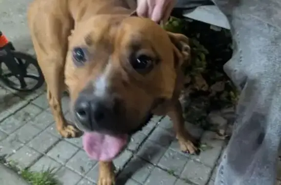 Найдена собака, Краснодар, фото: Собака найдена: ул. Калинина 153, Краснодар