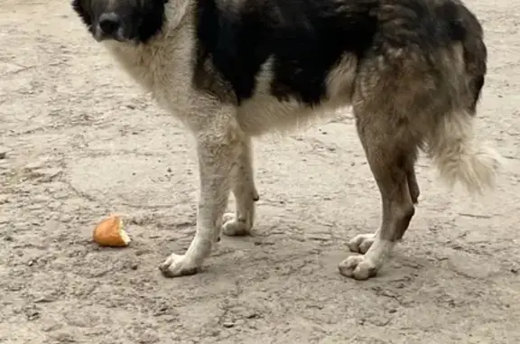 Найдена собака, Волгоград, фото: Собака найдена: Кабардинская 60/1, Волгоград