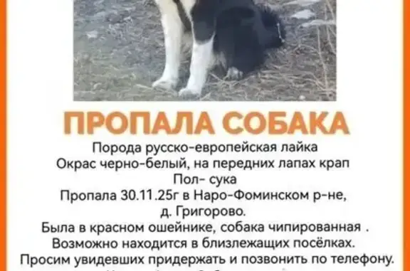 Пропала собака, МО, черно-белая в крап