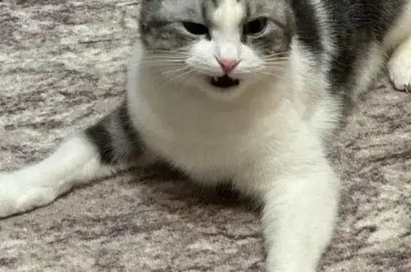 Поиск домашних животных, фото: Пропала кошка, Астрадамская ул. 6, Москва