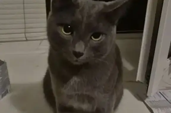 Пропала кошка, Ульяновых 33, Уфа