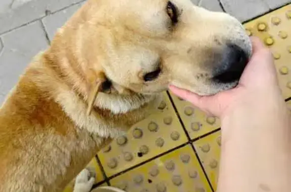 Пропала собака, ул. Калинина 52, Рославль