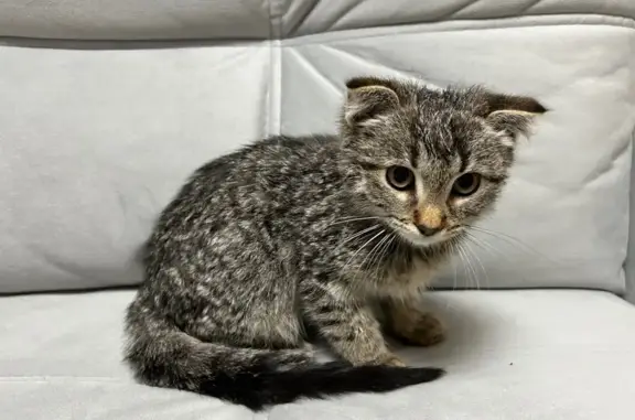 Найдена кошка, Краснодар, фото: Кошка найдена: Красная ул., 135, Краснодар