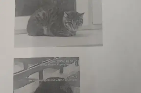 Найдена кошка, Москва, фото: Кошка найдена: ул. Павла Корчагина, 2/1