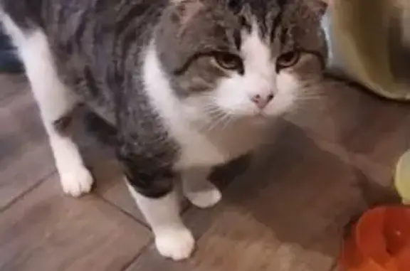 Кошки потеряшки, Ленинградская область, фото: Потеряшка кошка, Низинское с/п, Ленобласть