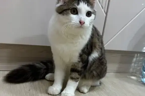 Найдена кошка, , фото: Кошка найдена на Ладожской 168, Пенза