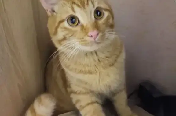 Найдена кошка, Смоленск, фото: Найдена кошка, пл. Ленина, 1, Смоленск