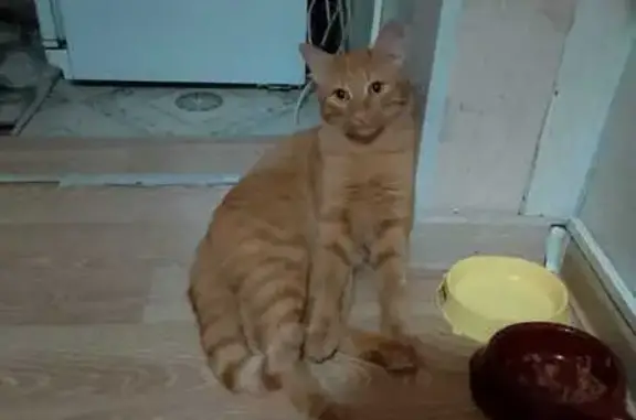 Пропал кот, Ягодный пер., 7, Чебоксары