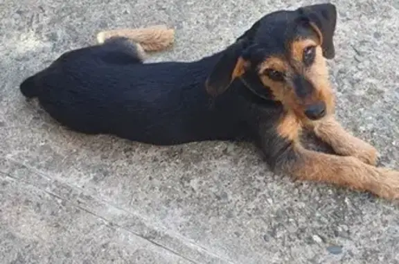 Пропала собака, ул. Калараша, Туапсе