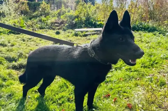 Собака найдена на пр. Гагарина, Н. Новгород