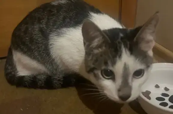 Найдена кошка, Москва, фото: Кошка найдена: Екатерининская, 27с2, Москва