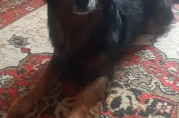 Пропала собака в Изборске, деревня Малы