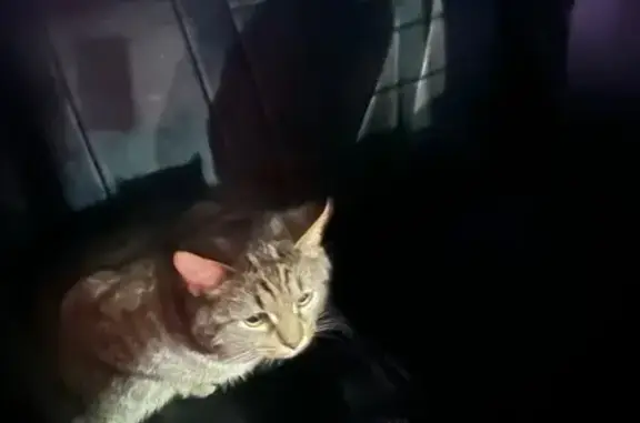 Объявления о пропавших и найденных животных, Новомосковск, фото: Кошка найдена: Новомосковск, Московская 34