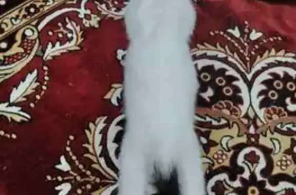 Кошки потеряшки, , фото: Потеряшка кошка, Кооперативная ул., Ишим