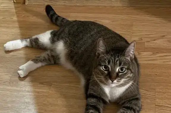 Пропала кошка, ул. Кирова, 27Б, Смоленск