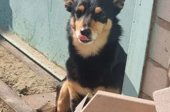 Пропала собака, Тверская 48, Волжский