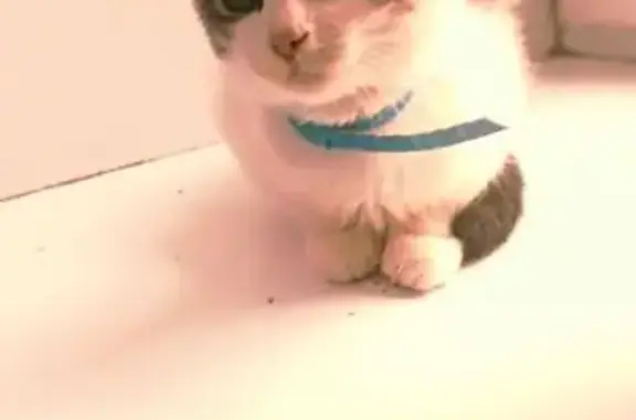 Пропала кошка, ул. Победы 16, Зубцов