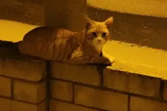 Пропала кошка, Мирзоева 121, Махачкала