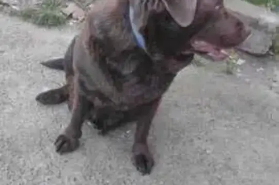 Найдена собака, Новороссийск, фото: Собака найдена на ул. Котанова, Новороссийск